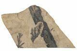 Conifer (Chamaecyparis?) Fossil Plate - McAbee, BC #271355-1